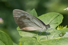 Pareronia hippia