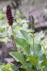 Angiospermae