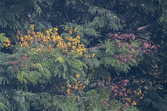 Peltophorum pterocarpum