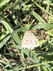 Euchrysops subpallida