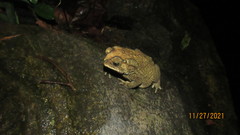 Duttaphrynus melanostictus