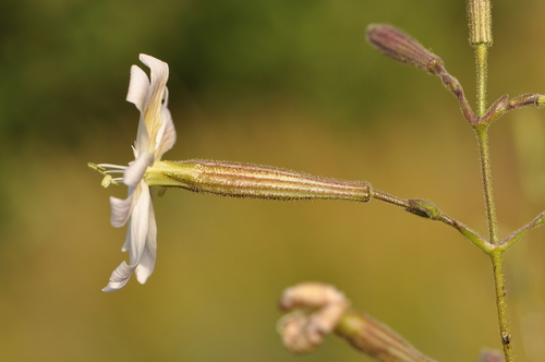 Silene paradoxa