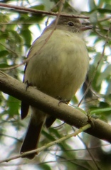 Elaenia sordida