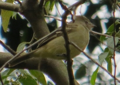 Elaenia sordida