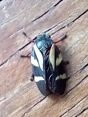 Acanthodeois