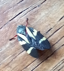 Acanthodeois