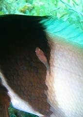 Cochleoceps bicolor