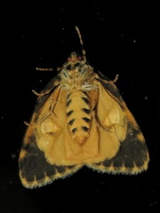 Parelictis saleuta