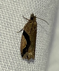 Statherotis pendulata