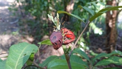 Stilida indecora