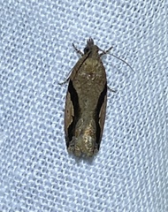 Statherotis pendulata