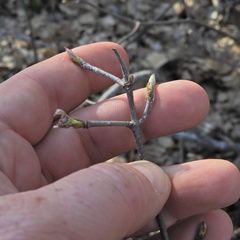 Viburnum acerifolium