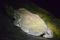 Duttaphrynus melanostictus