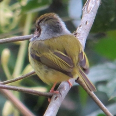 Myiornis auricularis