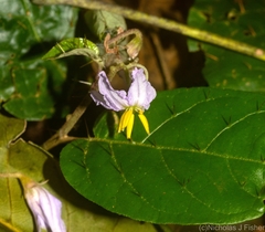 Solanum acanthodapis