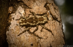 Poropterus angustatus