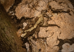 Poropterus angustatus