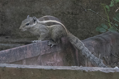 Funambulus pennantii