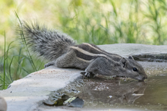 Funambulus pennantii