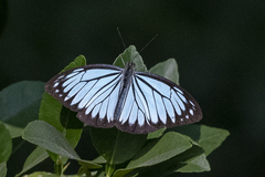 Pareronia hippia