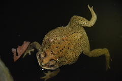 Duttaphrynus melanostictus