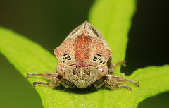 Machaerotypus sibiricus