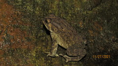 Duttaphrynus melanostictus