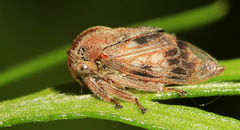 Machaerotypus sibiricus