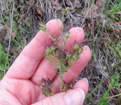 Penstemon laxiflorus