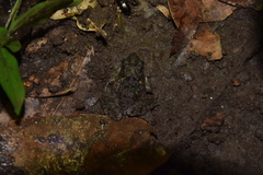 Fejervarya limnocharis