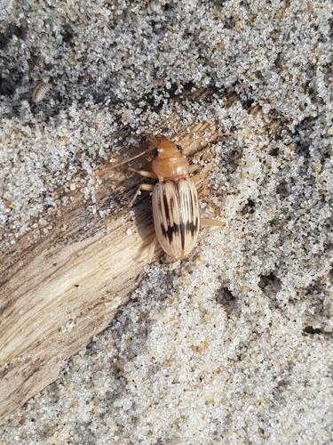 photo of The Beachcomber (Eurynebria complanata)