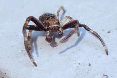 Strigoplus guizhouensis