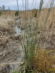 Juncus australis