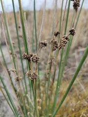 Juncus australis