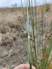 Juncus australis