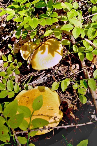 Suillus grevillei — (c) Petr Harant, some rights reserved (CC BY)