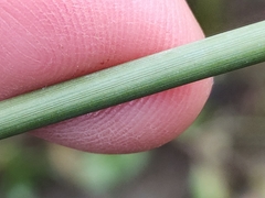 Juncus australis