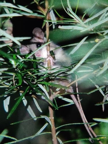 Eastern Pygmy Possum