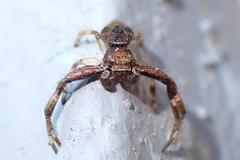 Strigoplus guizhouensis