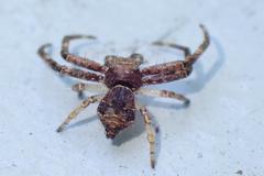 Strigoplus guizhouensis