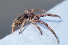 Strigoplus guizhouensis