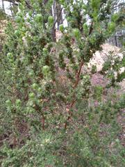 Cliffortia polygonifolia