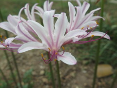 Lycoris incarnata