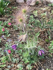 Pulsatilla