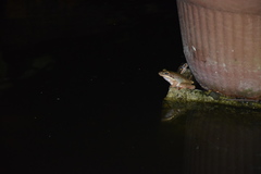 Chalcorana chalconota