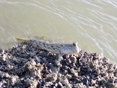 Periophthalmus chrysospilos