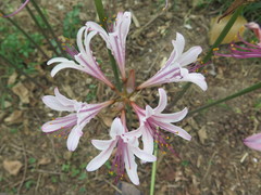 Lycoris incarnata