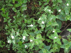 Tradescantia brevifolia