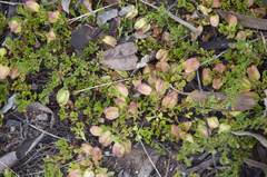 Dodonaea procumbens