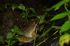 Chalcorana chalconota